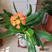 掌握4个关键点花剑直冒 君子兰不开花怎么办才能让它开花