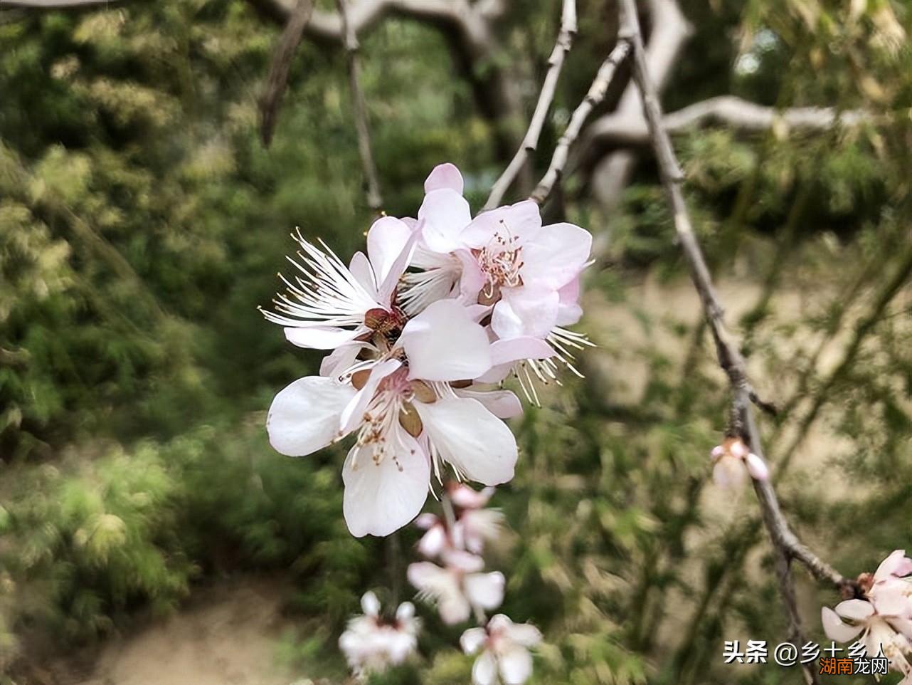 花朝节是哪一天 花朝节的由来和风俗有哪些