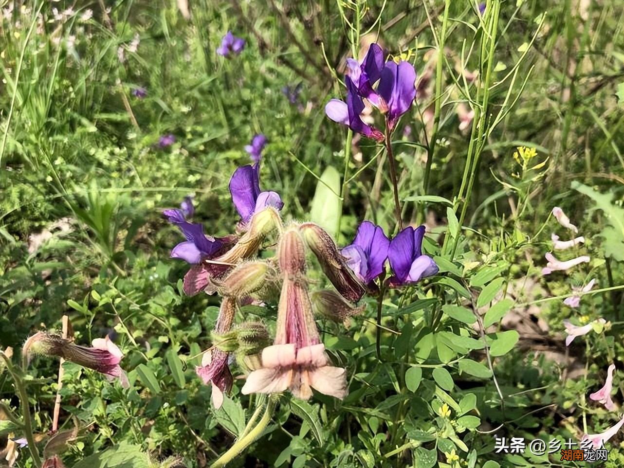 花朝节是哪一天 花朝节的由来和风俗有哪些