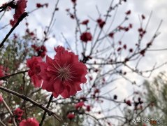 花朝节是哪一天 花朝节的由来和风俗有哪些
