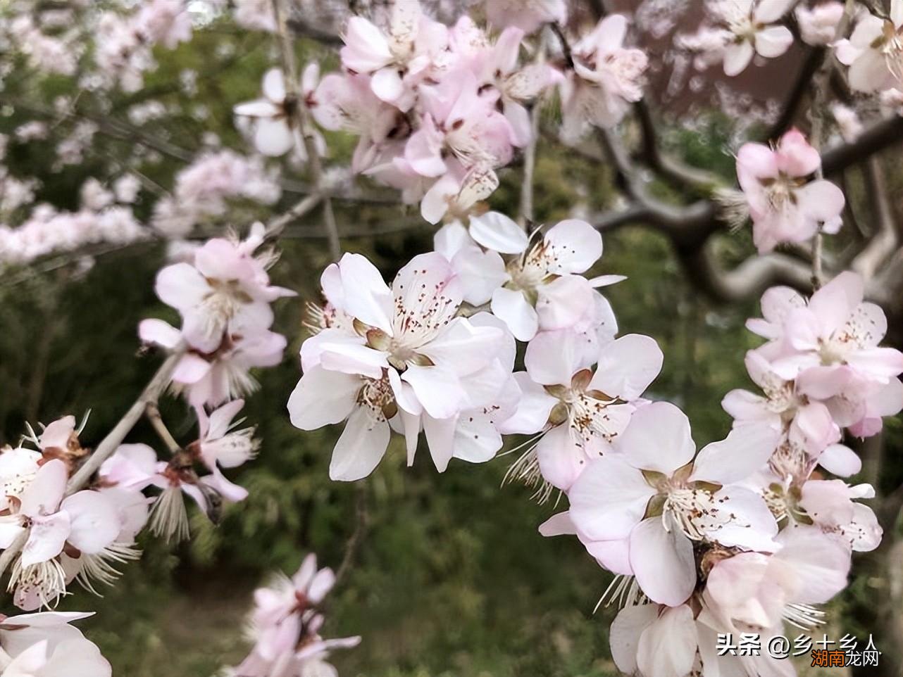 花朝节是哪一天 花朝节的由来和风俗有哪些