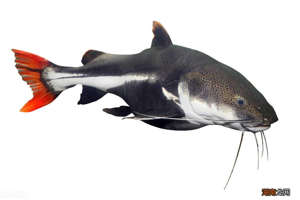 招财猫鱼养殖方法和注意事项 招财猫鱼怎么养及喂养技巧