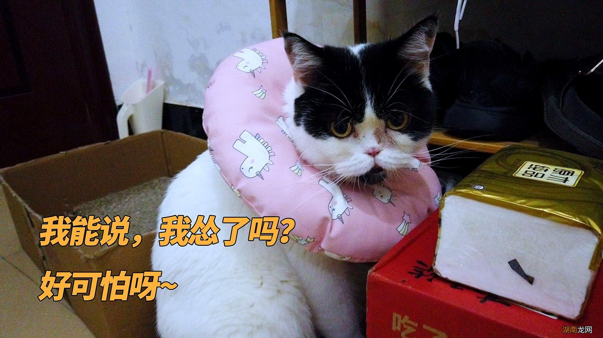 宠物猫咪常见的应激反应要注意 猫应激反应是什么意思