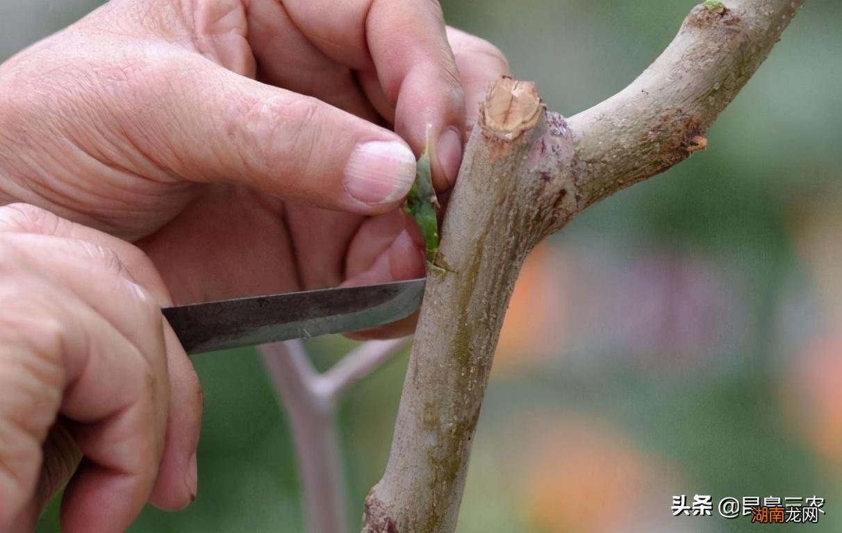 图解柑橘嫁接的五种常见方技术教程 柑橘嫁接技术几种方法