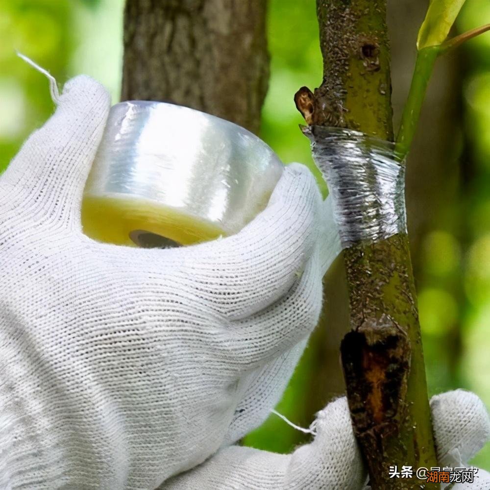 图解柑橘嫁接的五种常见方技术教程 柑橘嫁接技术几种方法