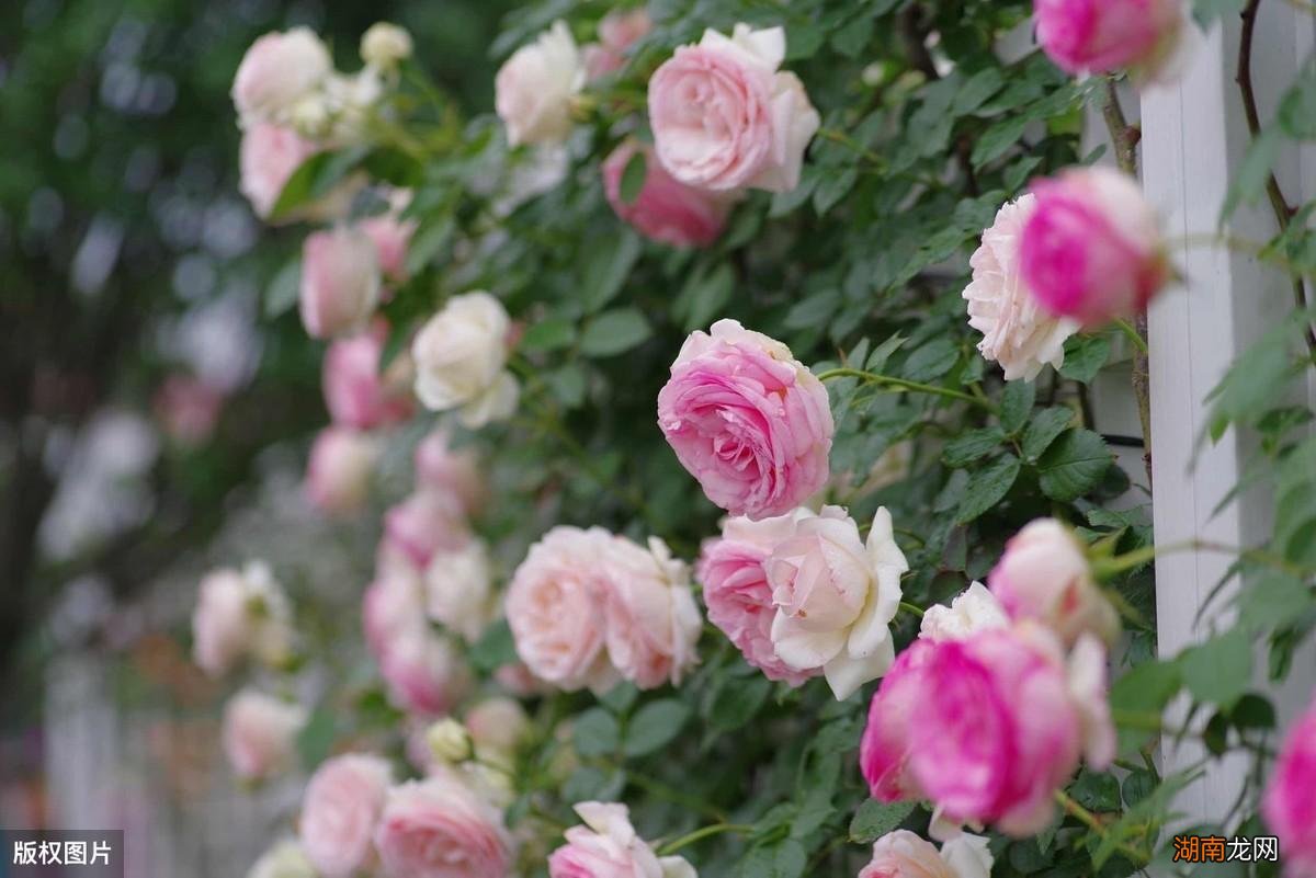 深粉龙沙宝石月季开花不粉的原因及解决办法