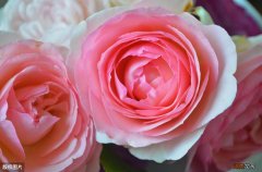 深粉龙沙宝石月季开花不粉的原因及解决办法