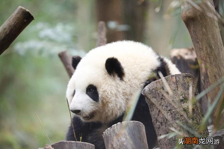 这11个地方值得去游玩一番 国内去哪里旅游最好玩