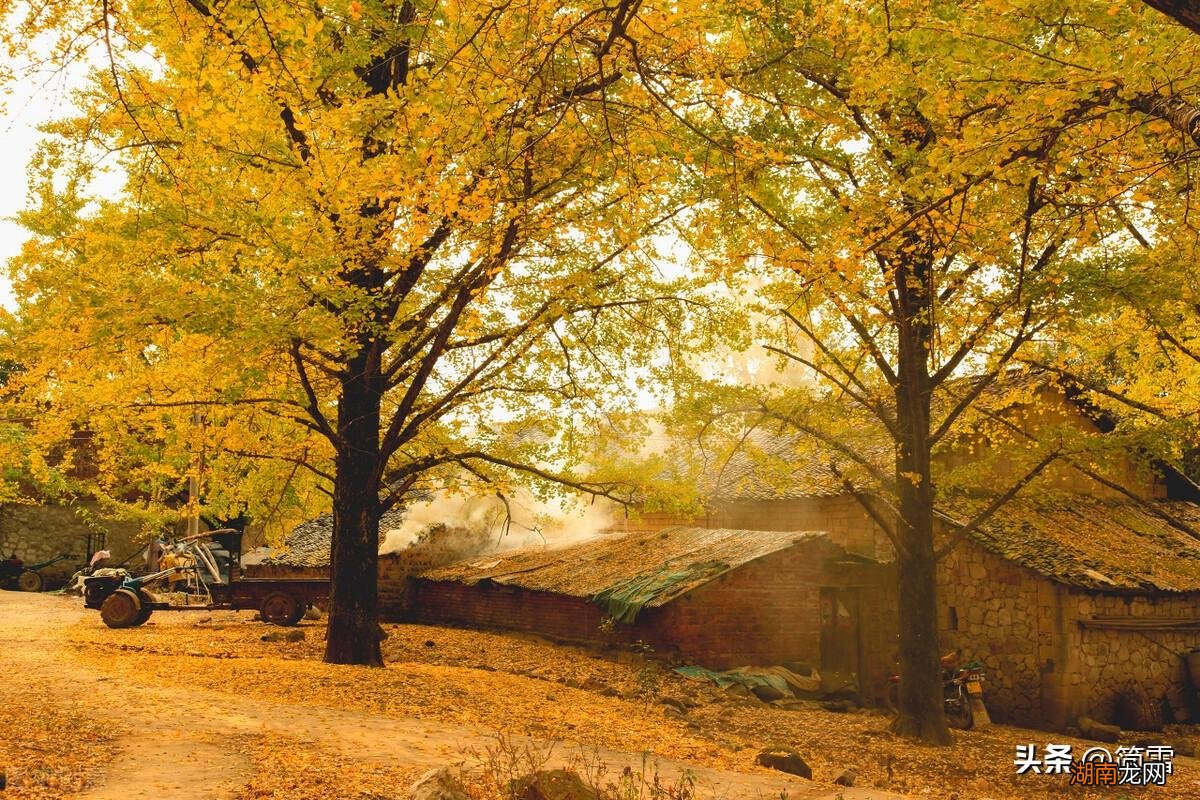 表达了作者怎样的情感 天净沙·秋白朴诗句翻译赏析