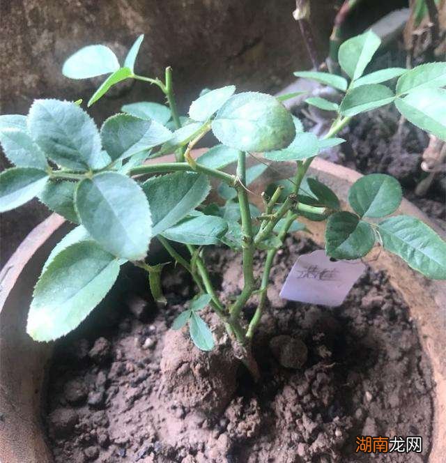 月季盲芽盲枝的修剪处理方法 月季盲芽什么样子图片