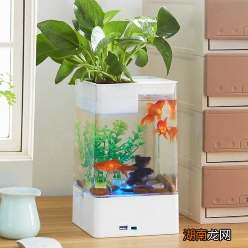 改善鱼缸水质强的水生植物 鱼缸里养什么植物可以净化水质