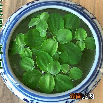 改善鱼缸水质强的水生植物 鱼缸里养什么植物可以净化水质