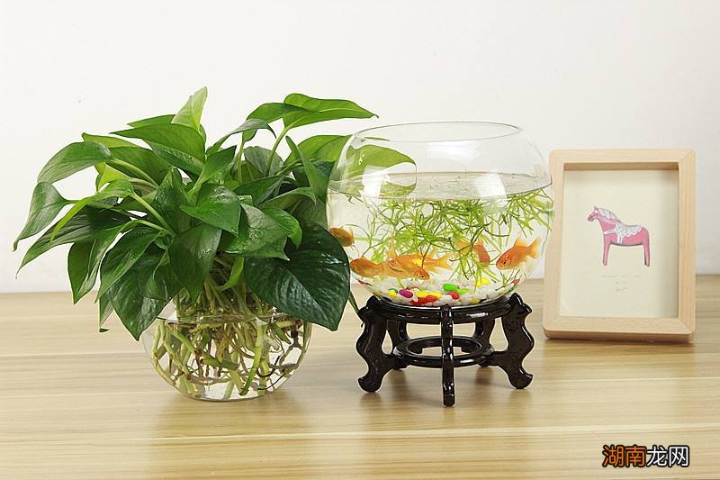 改善鱼缸水质强的水生植物 鱼缸里养什么植物可以净化水质