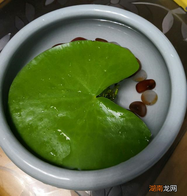改善鱼缸水质强的水生植物 鱼缸里养什么植物可以净化水质