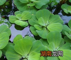 改善鱼缸水质强的水生植物 鱼缸里养什么植物可以净化水质