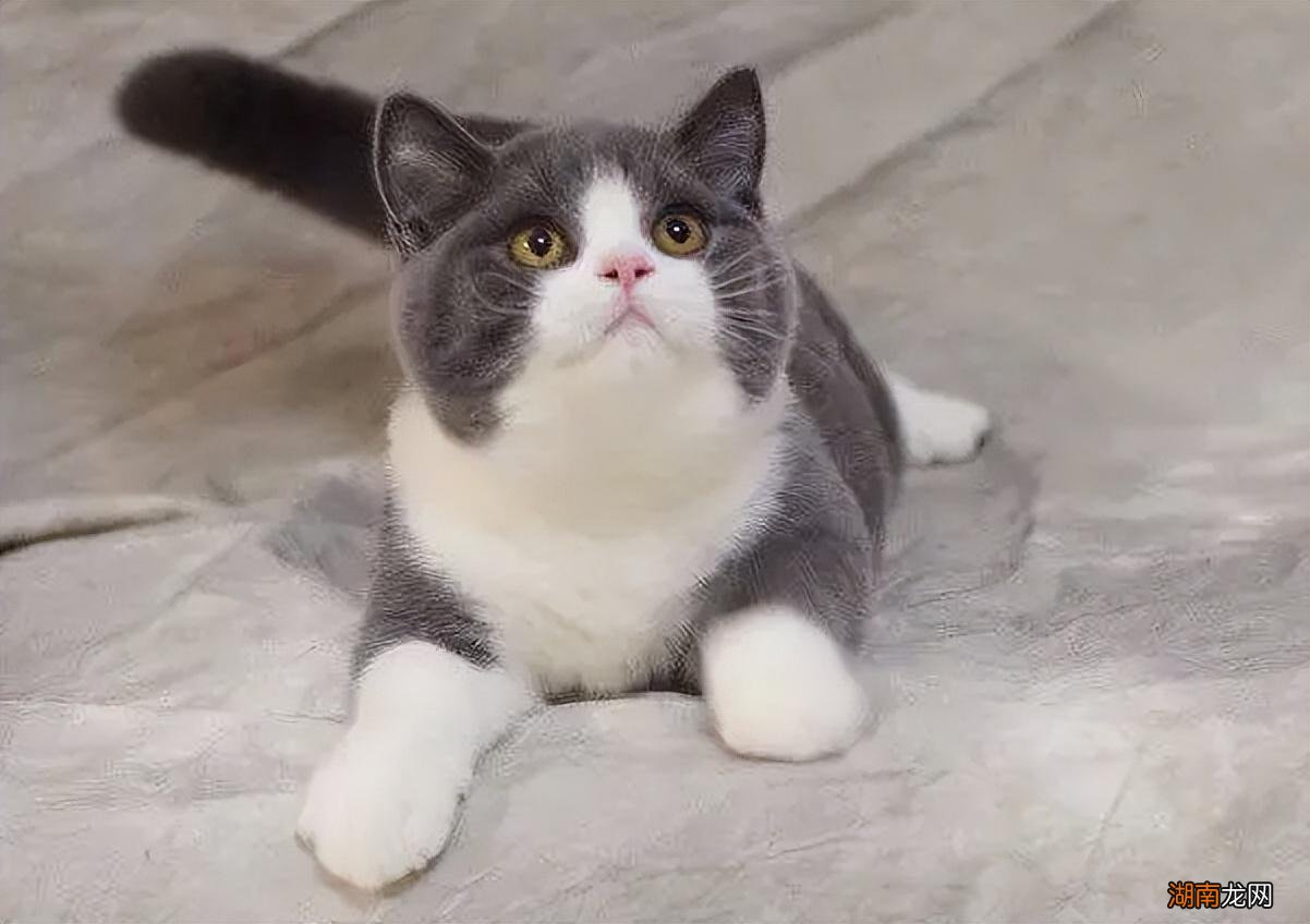 十大最受欢迎的漂亮宠物猫品种 猫咪品种排行榜前十名