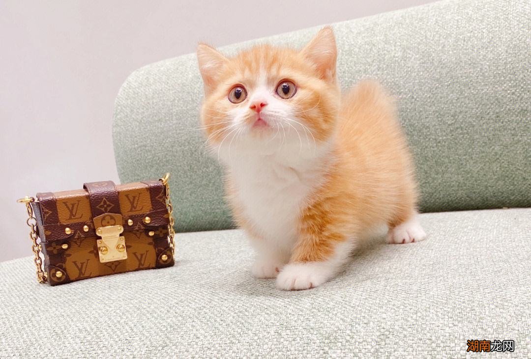 十大最受欢迎的漂亮宠物猫品种 猫咪品种排行榜前十名