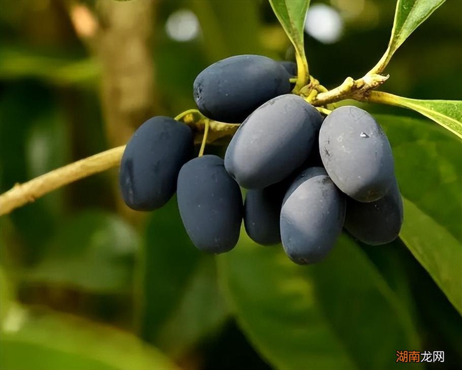 现在结果的桂花树越来越多了 桂花树会结果吗