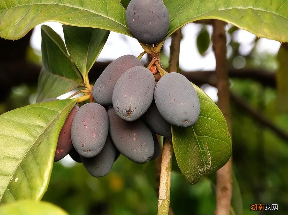 现在结果的桂花树越来越多了 桂花树会结果吗