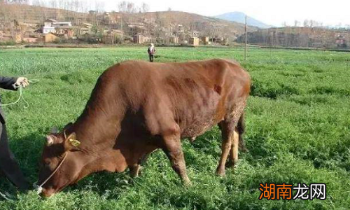 我国最好黄牛种排名 中国五大黄牛品种哪个最好养