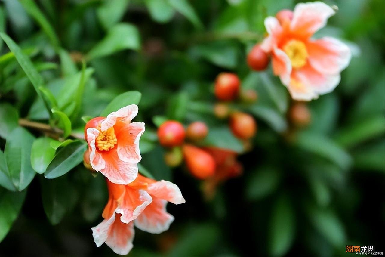 枣庄古时候名字来源的故事 枣庄古代叫什么地名来着