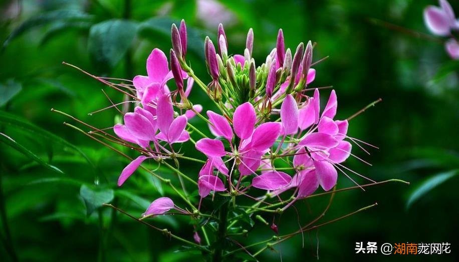 适合2月种植的十款易养活草花植物 十种最好养的草花