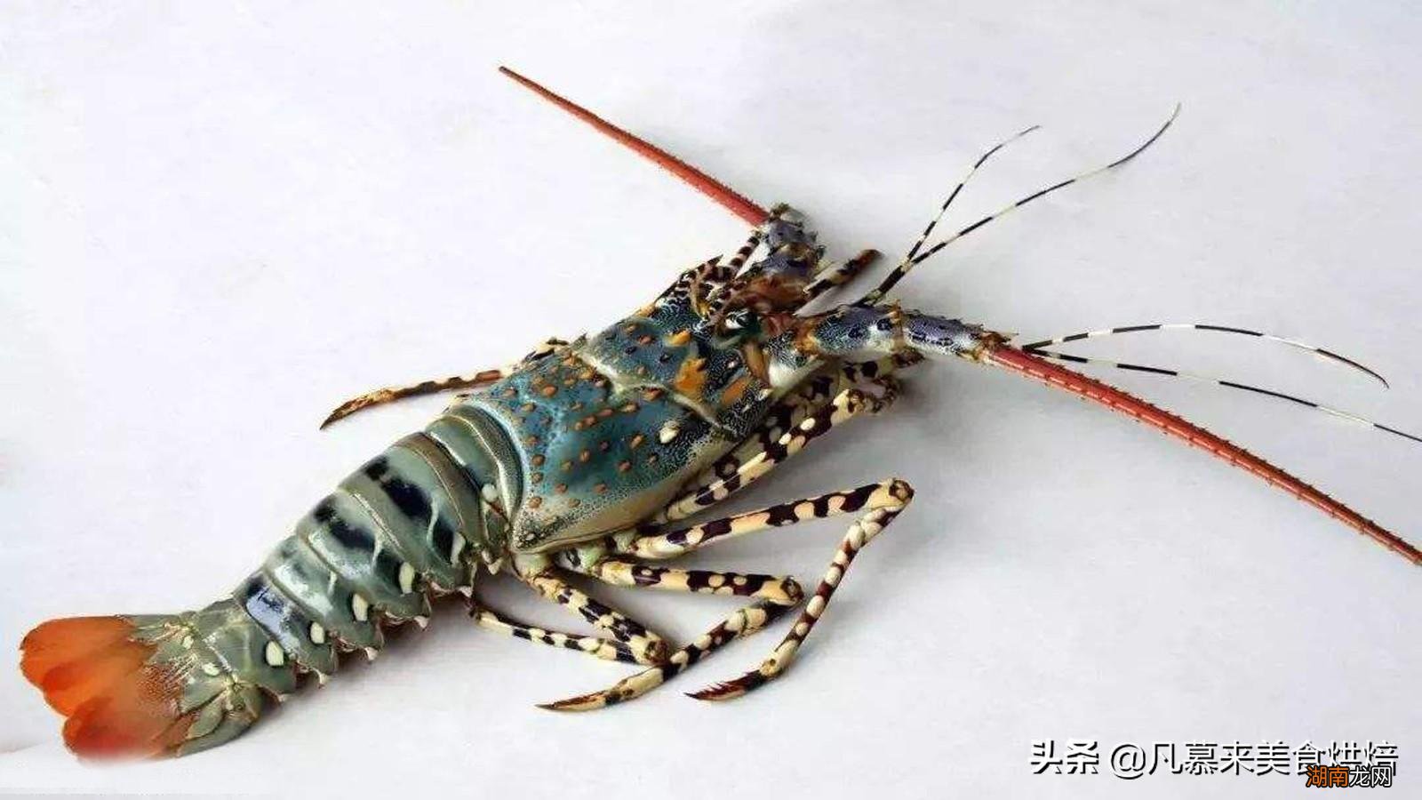 味道鲜美的龙虾原产地是哪里 龙虾是什么动物类型