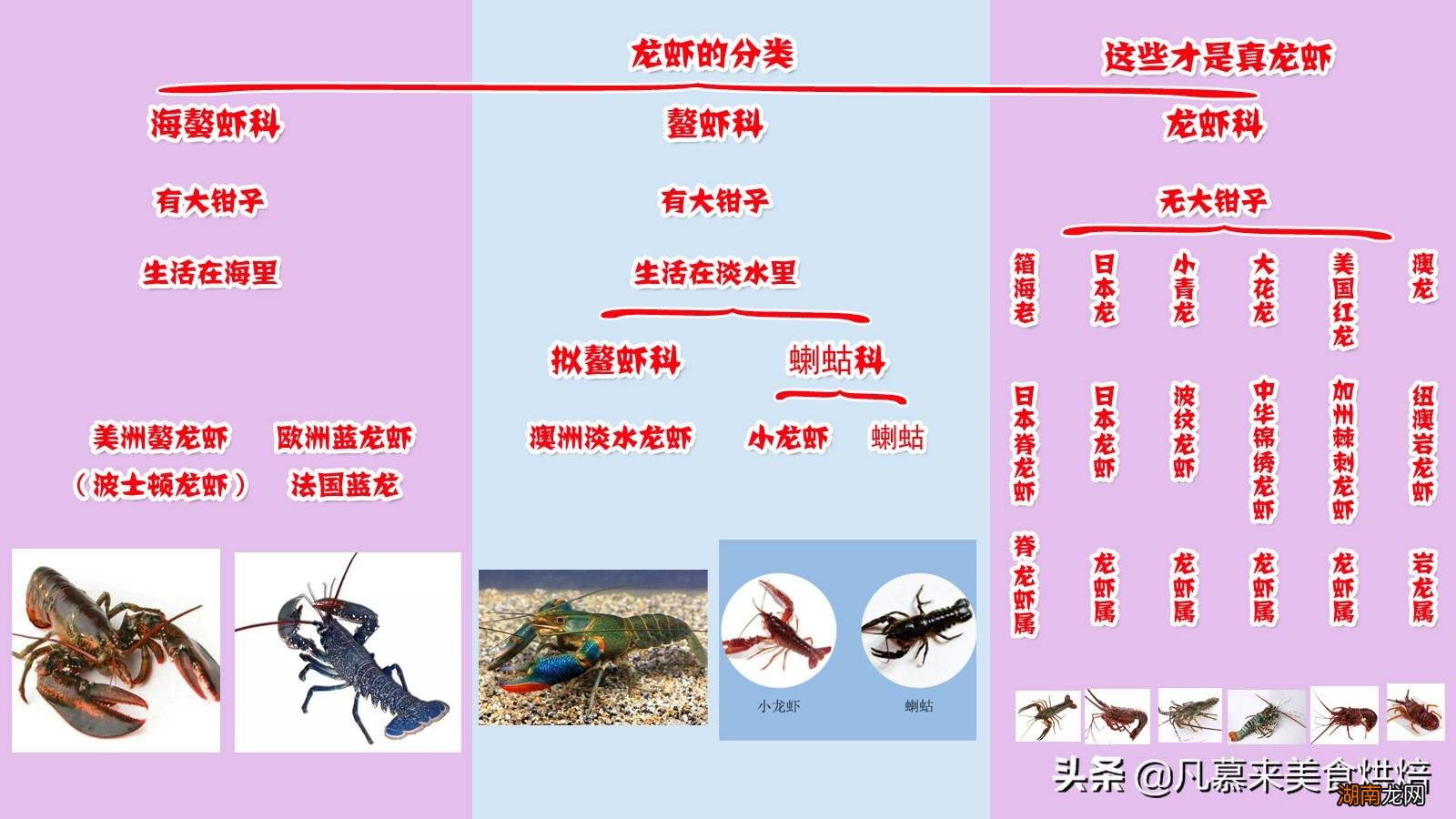 味道鲜美的龙虾原产地是哪里 龙虾是什么动物类型