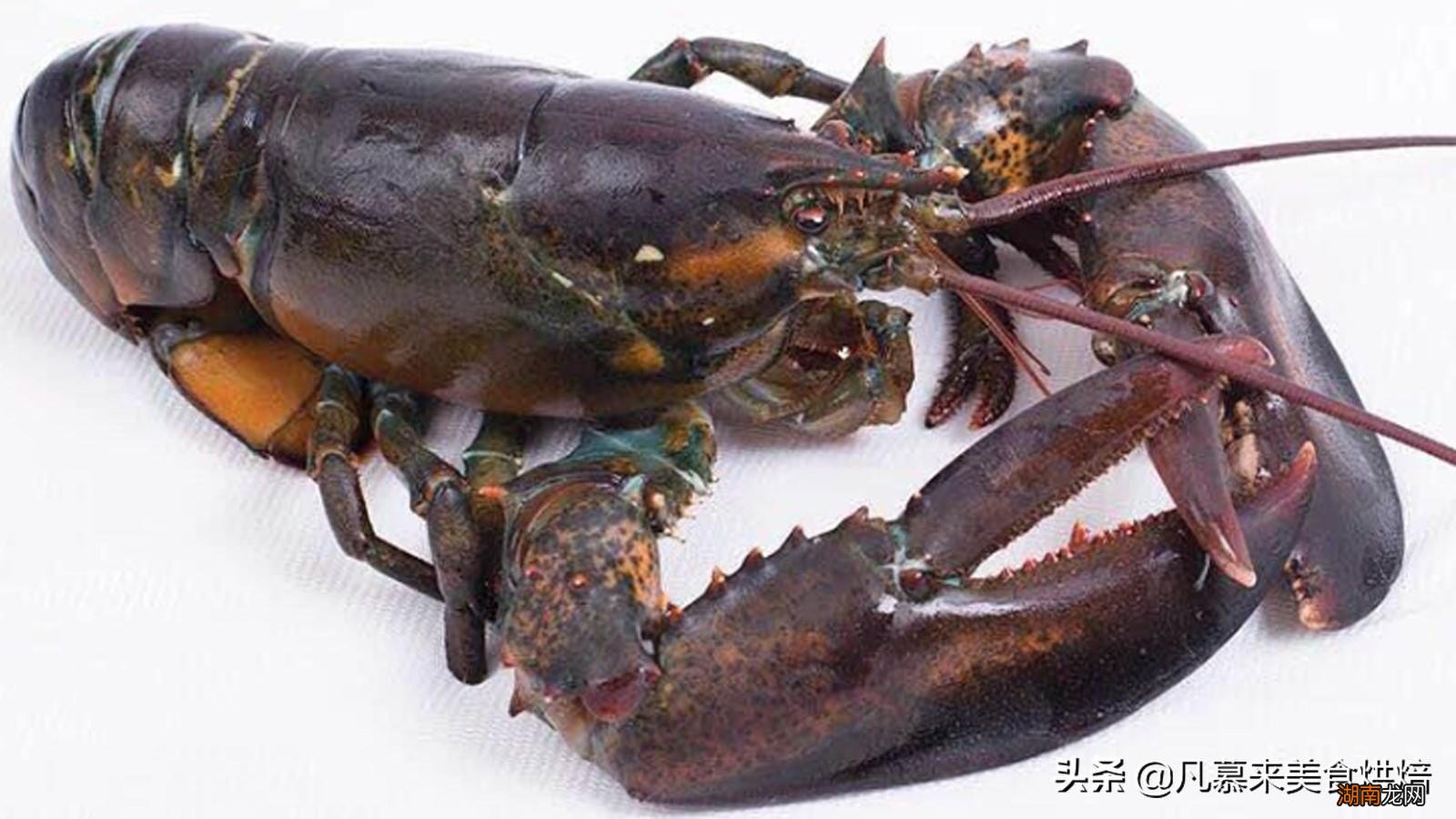 味道鲜美的龙虾原产地是哪里 龙虾是什么动物类型