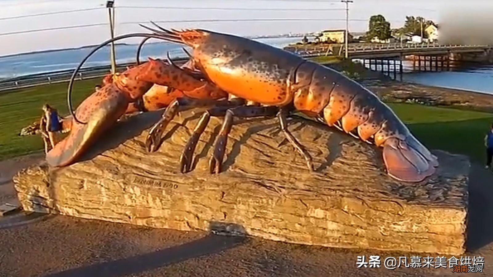 味道鲜美的龙虾原产地是哪里 龙虾是什么动物类型