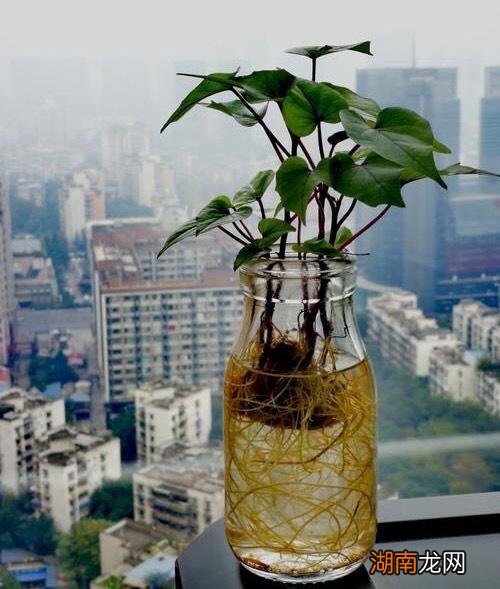 在家盆栽种植红薯的方法与步骤 红薯发芽了怎么种盆栽好