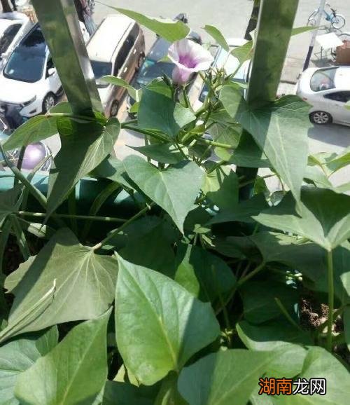 在家盆栽种植红薯的方法与步骤 红薯发芽了怎么种盆栽好