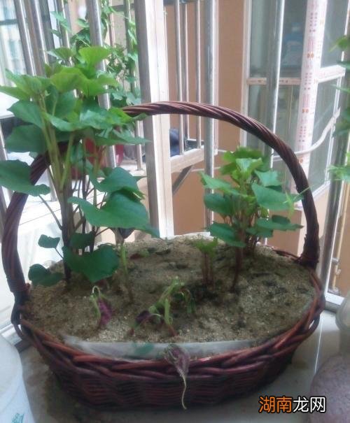 在家盆栽种植红薯的方法与步骤 红薯发芽了怎么种盆栽好