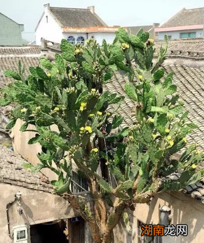 仙人掌结果其实还能吃 仙人掌果实有什么功效与作用