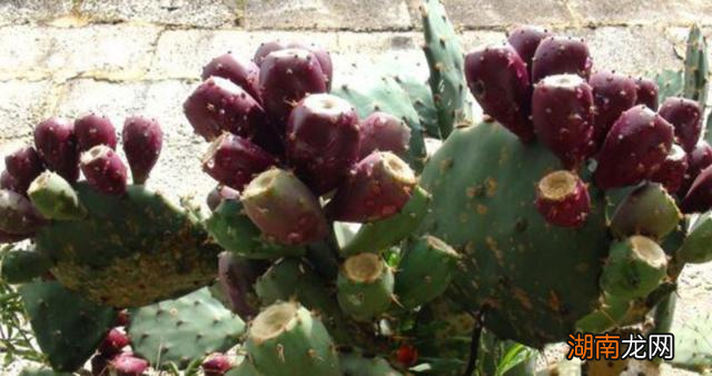 仙人掌结果其实还能吃 仙人掌果实有什么功效与作用