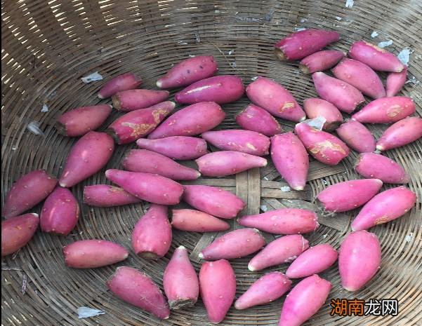 仙人掌结果其实还能吃 仙人掌果实有什么功效与作用