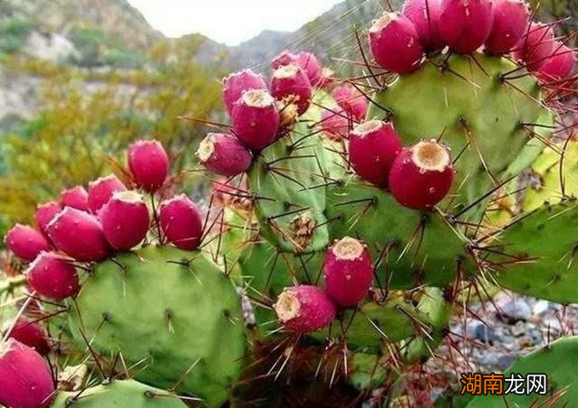 仙人掌结果其实还能吃 仙人掌果实有什么功效与作用