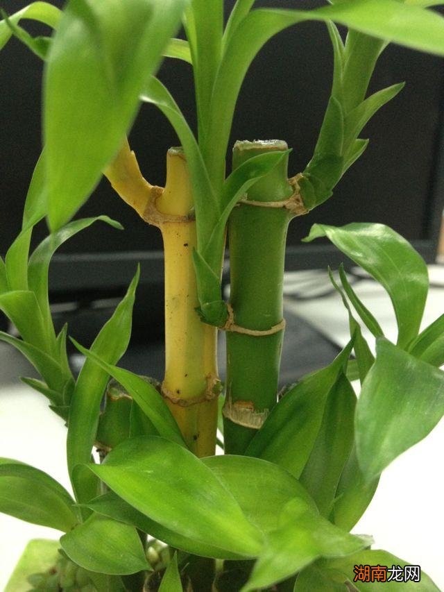 富贵竹杆全黄了该怎么救活 富贵竹子杆黄了还能返青吗