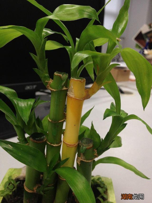 富贵竹杆全黄了该怎么救活 富贵竹子杆黄了还能返青吗