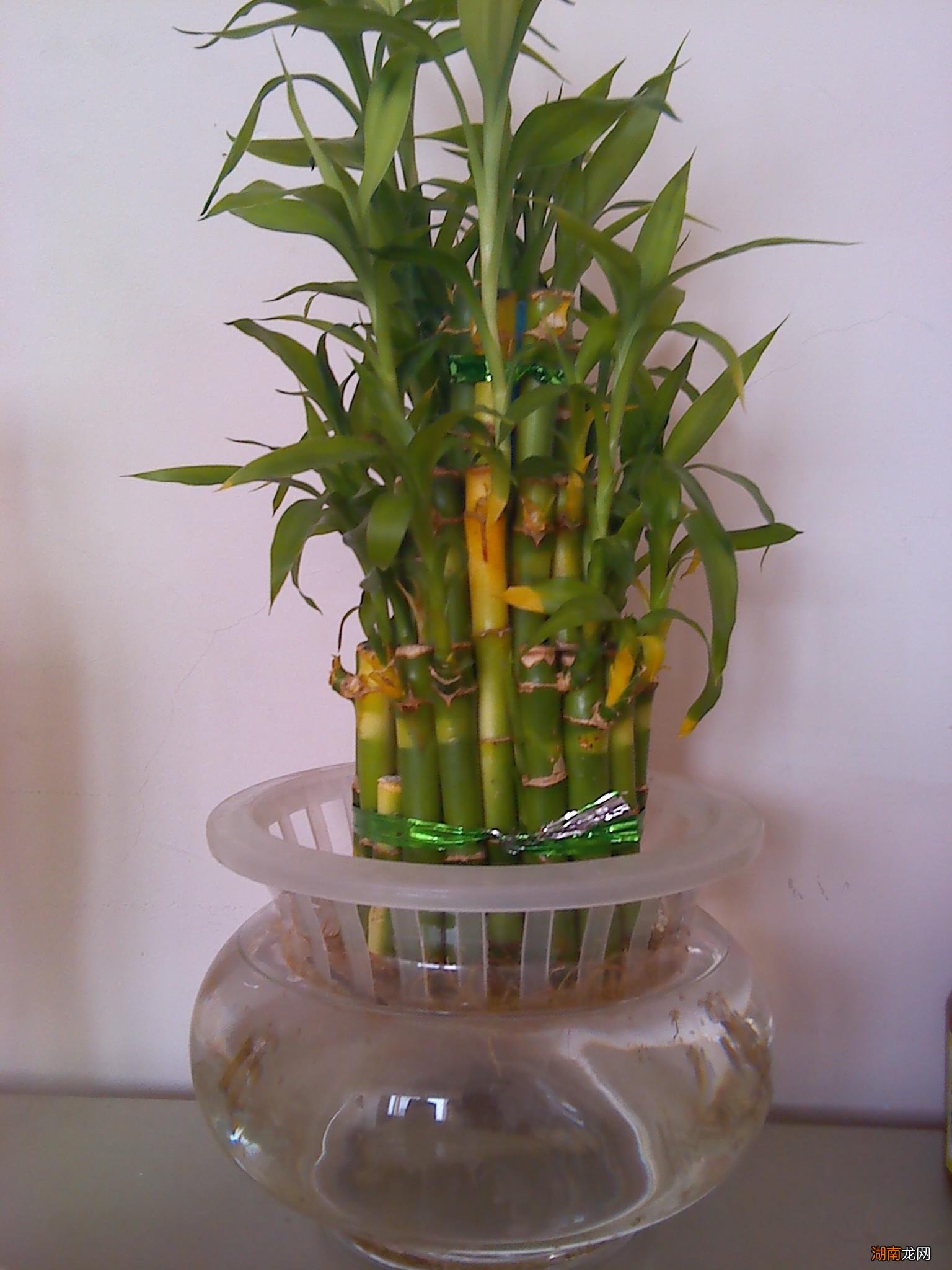 富贵竹杆全黄了该怎么救活 富贵竹子杆黄了还能返青吗