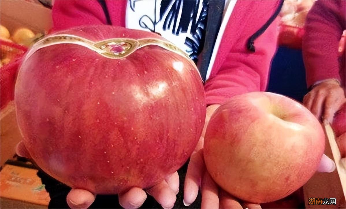 最大的苹果长什么样子 世界上最大的苹果图片