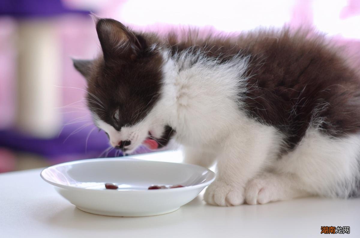 小猫喜欢吃什么东西图片 猫最爱吃的10种食物排名