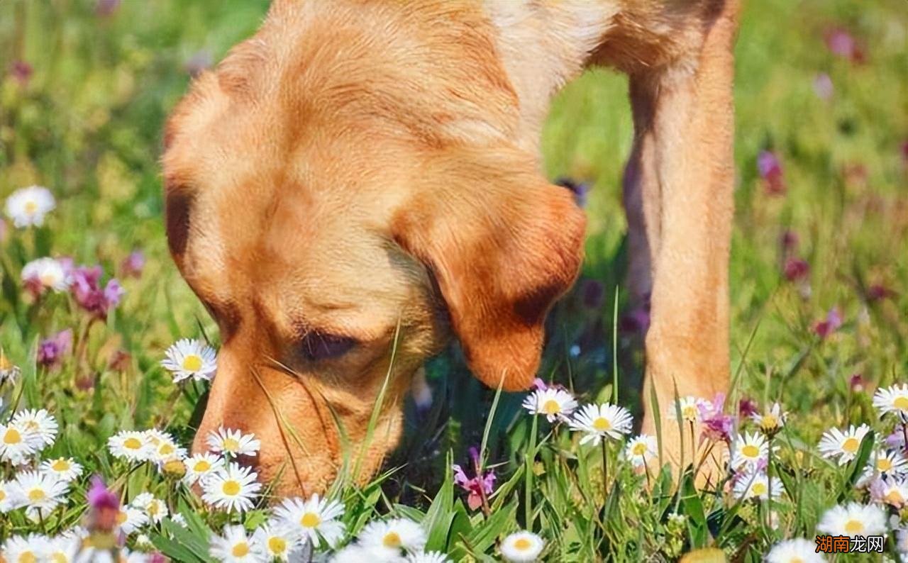 狗狗的10大生活习性特点 狗的生活特征和生活方式