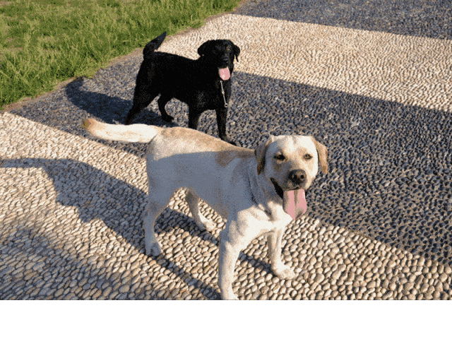 狗狗的10大生活习性特点 狗的生活特征和生活方式