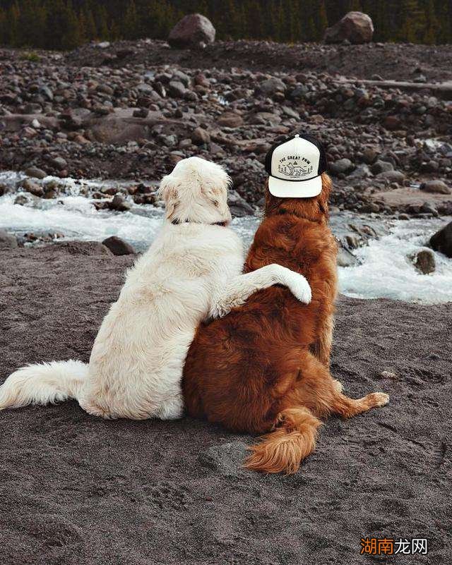 狗狗的10大生活习性特点 狗的生活特征和生活方式