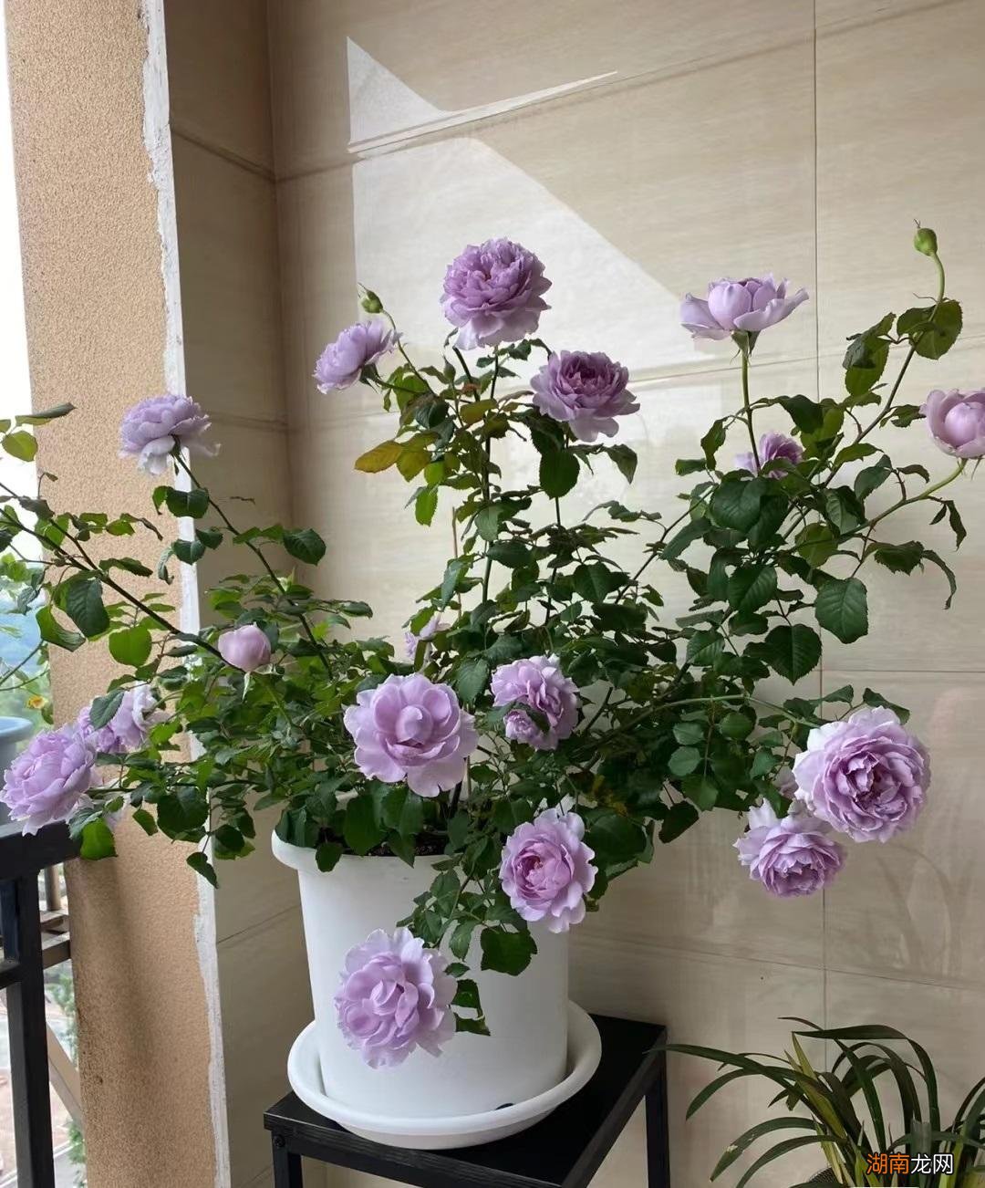 阳台也能养国产月季的隐隐青 隐隐青月季特点与优缺点介绍