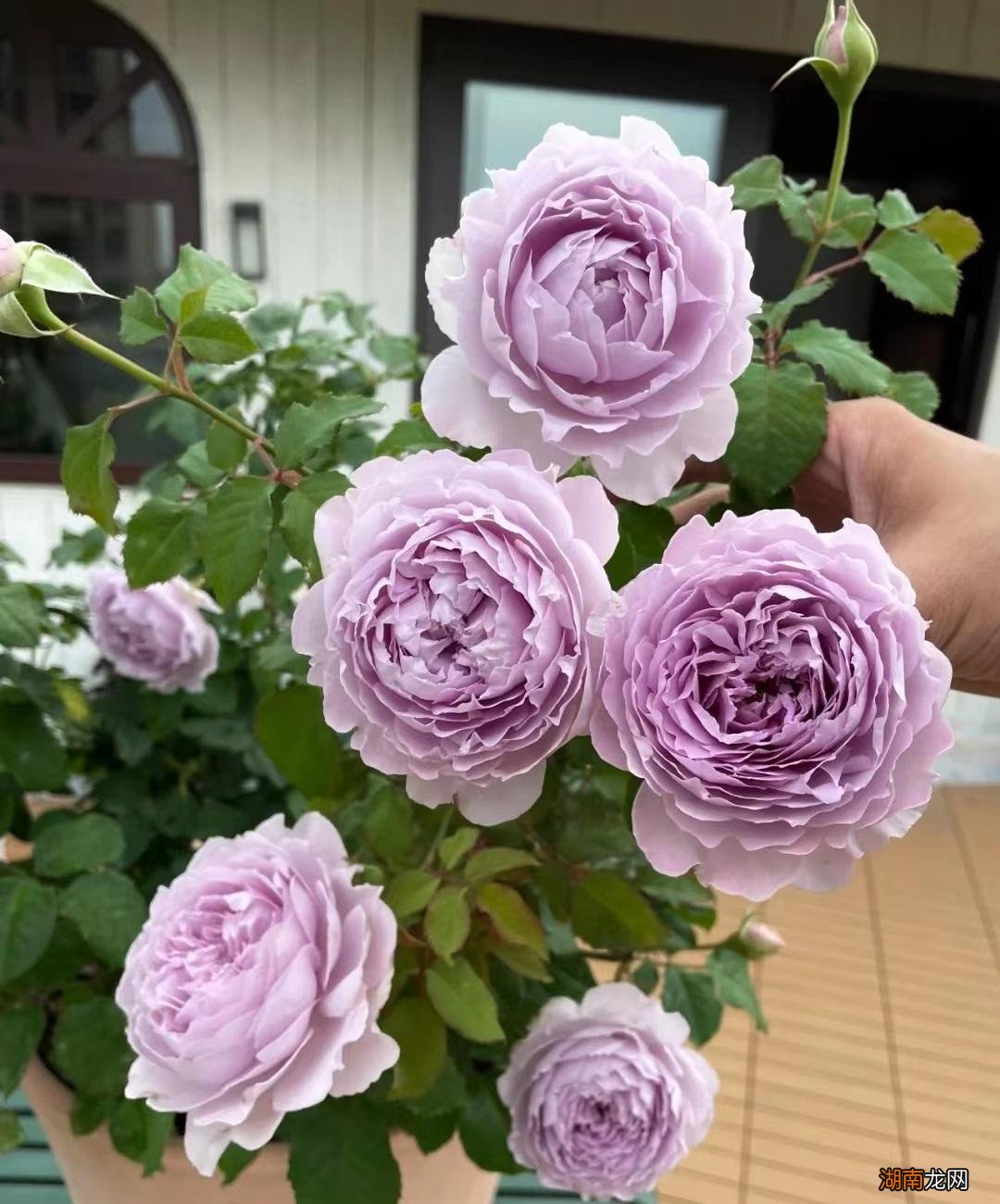 阳台也能养国产月季的隐隐青 隐隐青月季特点与优缺点介绍