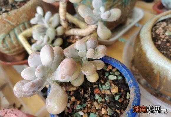 看似好养实际难养的多肉种类 二十种最难养的多肉品种