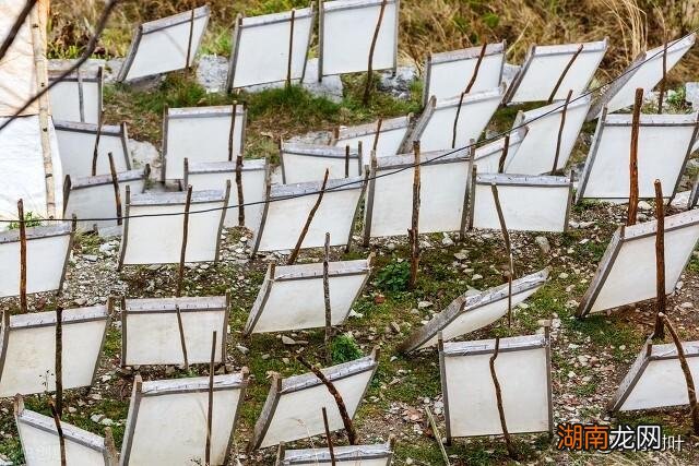 列举出来介绍森林的功能与好处 森林的作用有哪些