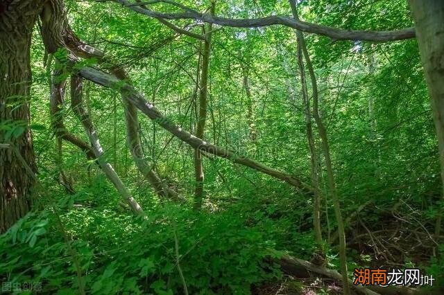 列举出来介绍森林的功能与好处 森林的作用有哪些